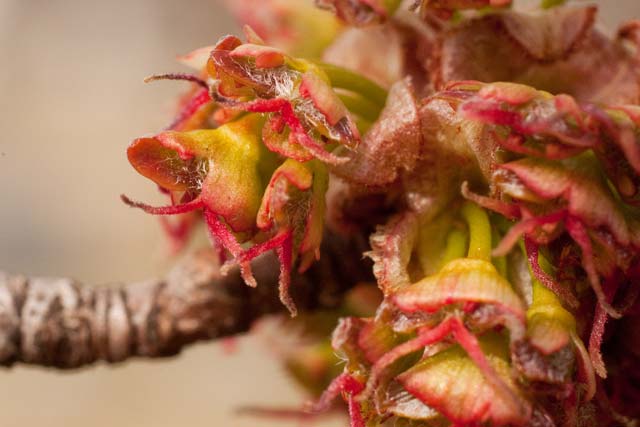 Silver Maple Flower