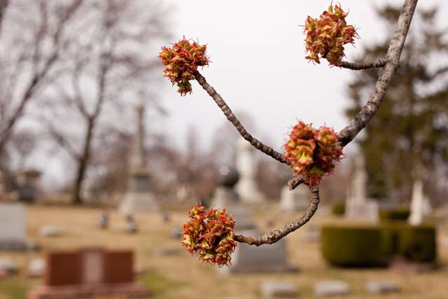 silver maple at Marion Cemetery