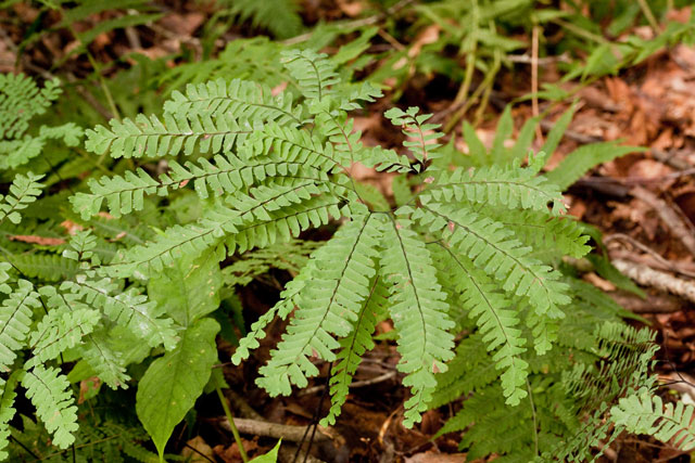 maidenhair fern