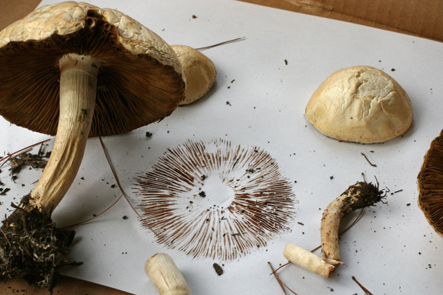 Aprocybe spore print