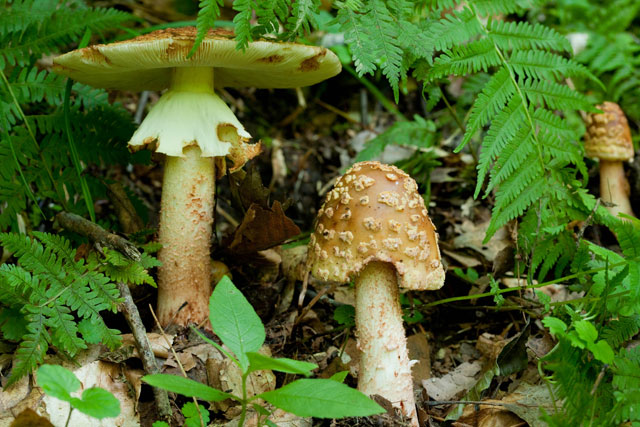 Amanita muscaria