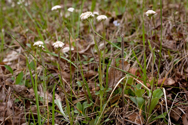 plantain-leaved pussytoes