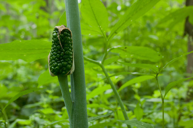 green dragon fruit