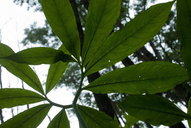 green dragon leaf