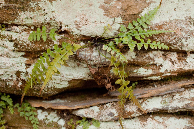 Trudell's spleenwort