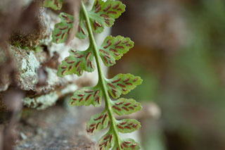 Trudell's spleenwort indusia