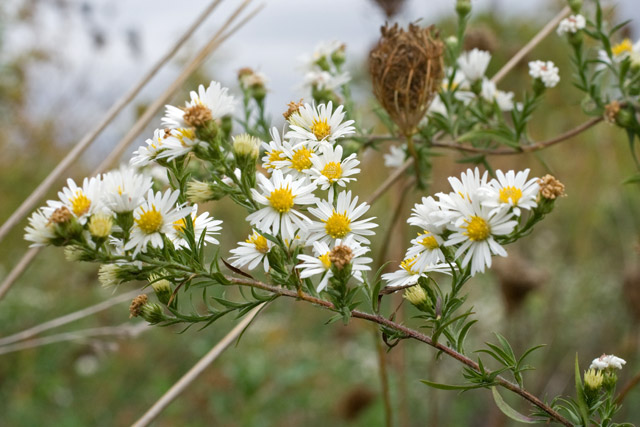 eastern lined aster