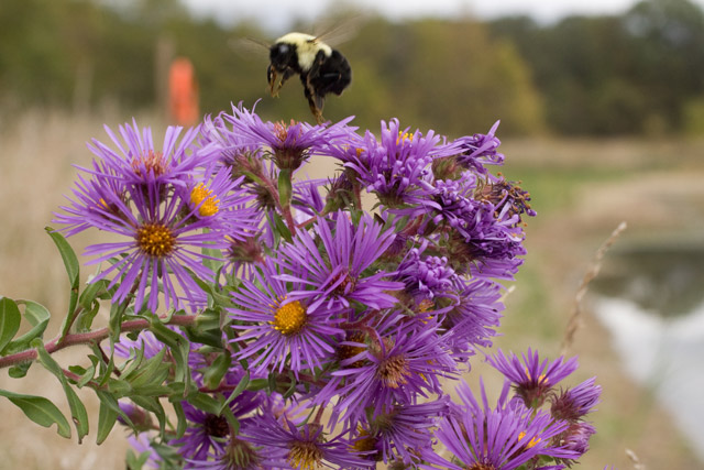 New England aster