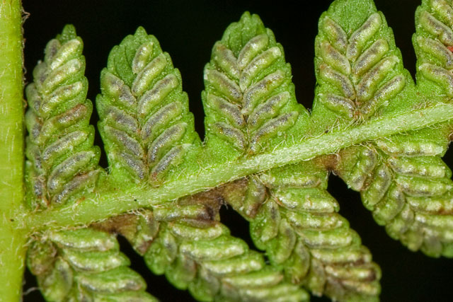 gale fern indusia