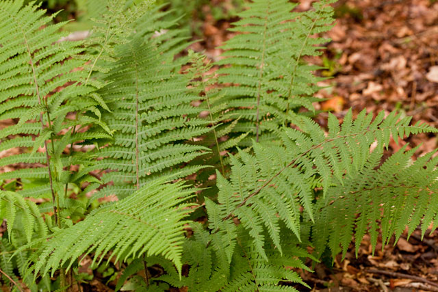 silvery glade-fern