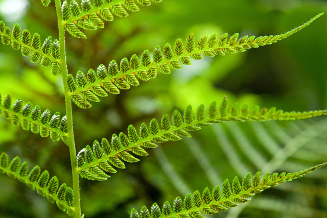 silvery glade fern sori