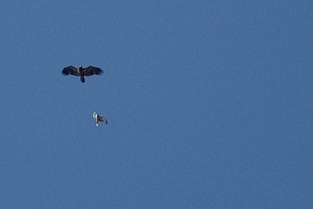 bald eagle and red-tailed hawk