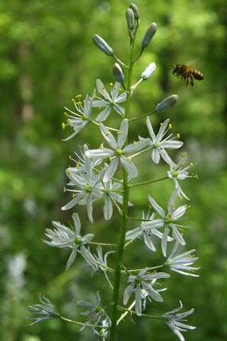 wild hyacinth