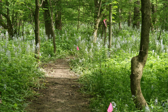 wild hyacinth