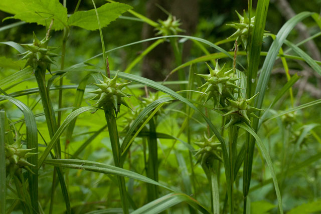 Carex grayii or C. intumescens