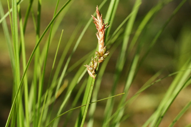 Carex pennsylvanica in fruit