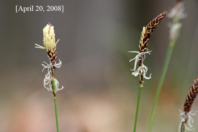 Carex pennsylvanica