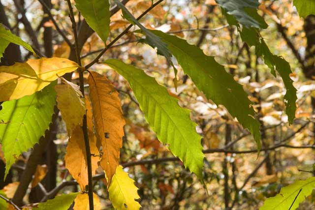 American chestnut