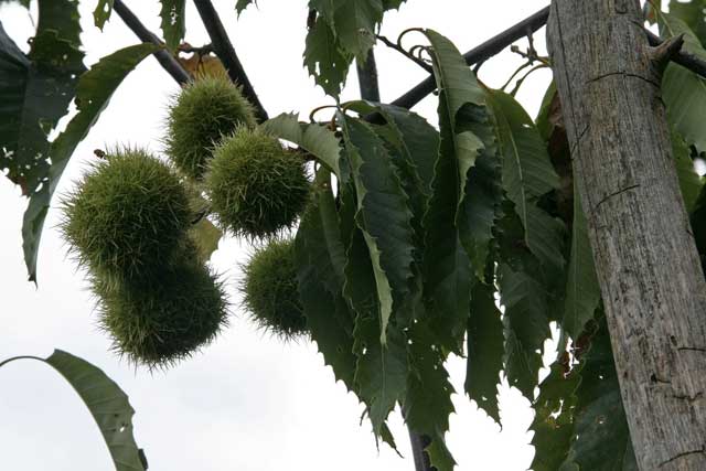 American chestnut fruiting