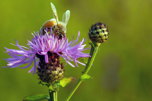 brown knapweed