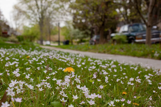 spring beauty in the city