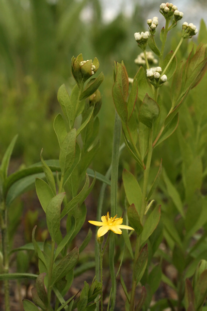 Commandra and Hypoxis