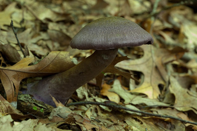 Cortinarius ciolaceus