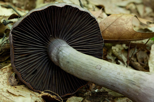 Cortinarius gills