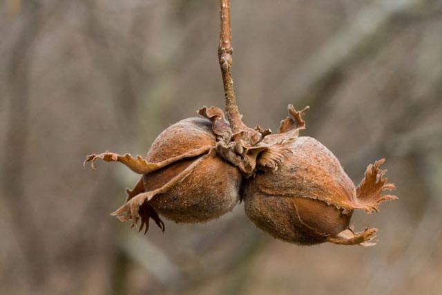 American hazel fruits