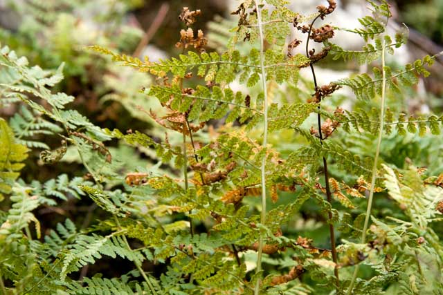 hayscented fern