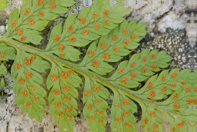 hay-scented fern sori