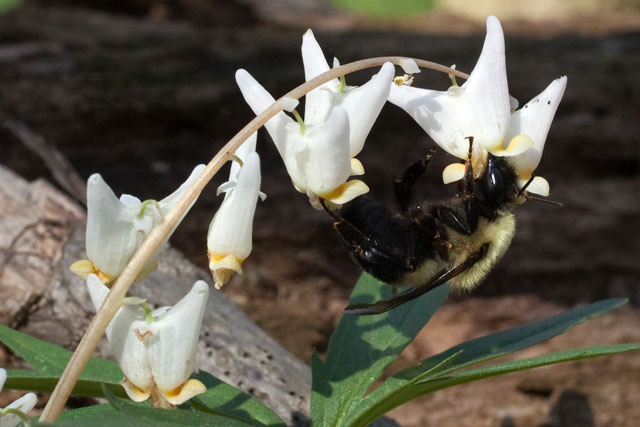 bumblebee at Dutchman's breeches