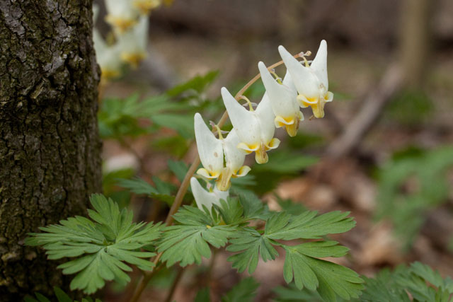 Dutchman's breeches