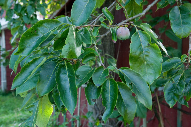 persimmon