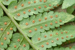 Goldy's fern sori