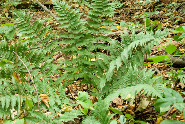 marginal woodfern plant