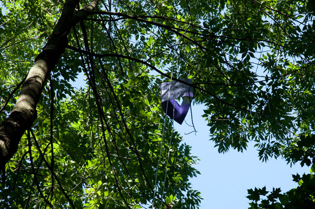 EAB trap at Stratford