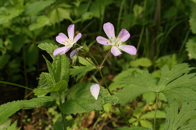 wild geranium