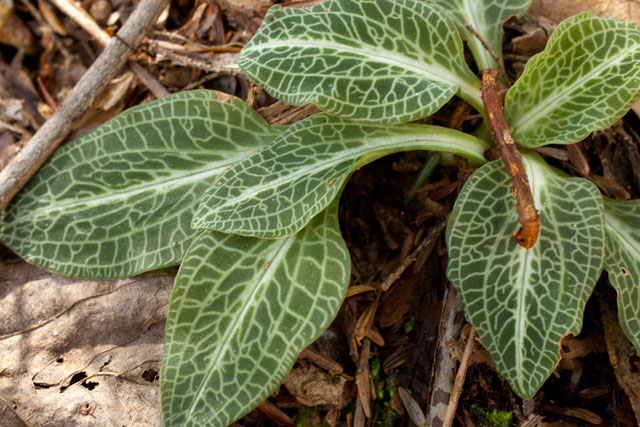 rattlesnake-plantain leaves