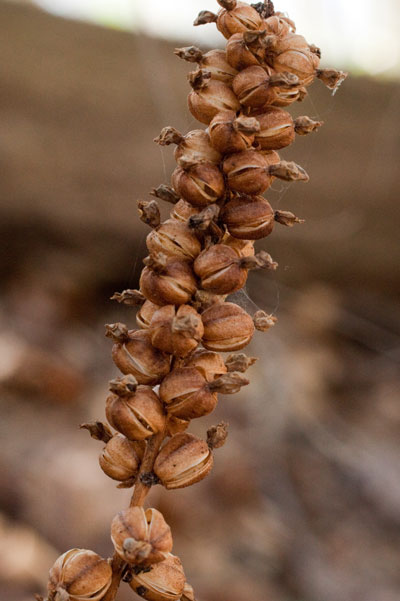 rattlesnake-plantain fruits