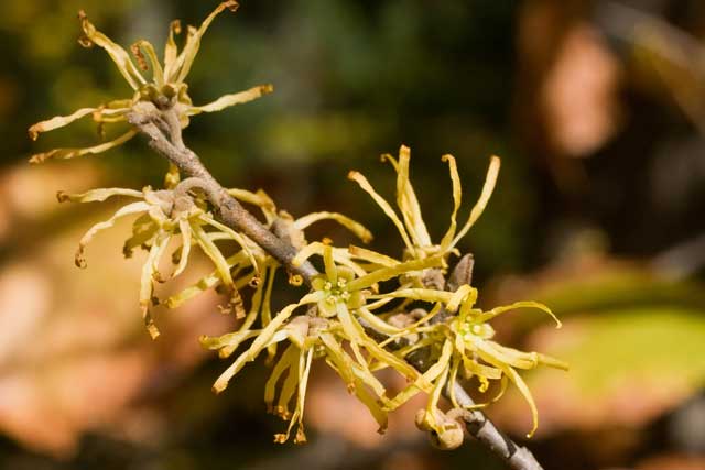 American witchhazel