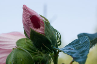 nipped rose mallow bud