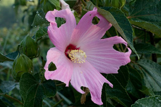 nipped rose mallow flower