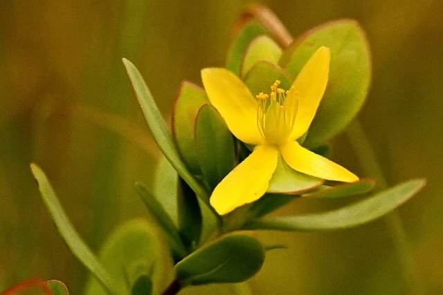 Hypericum hypericoides