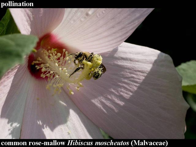 rose-mallow