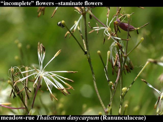 meadow-rue male flowers