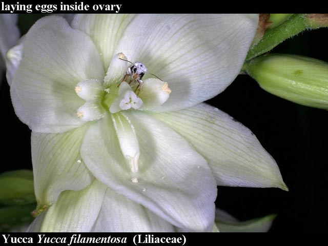 yucca moth ovipositing