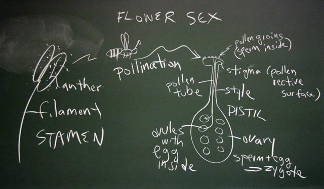 blackboard pollination
