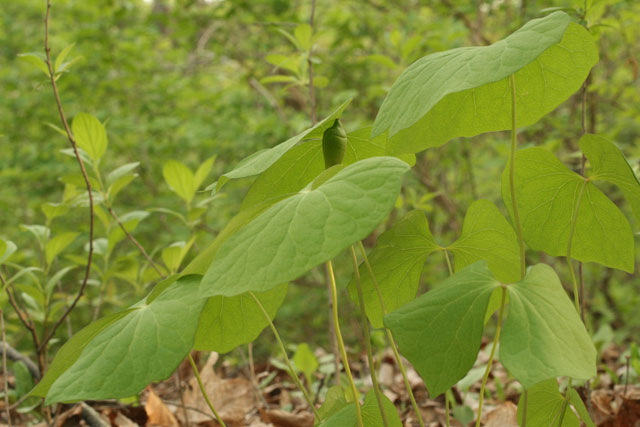 twin-leaf fruits