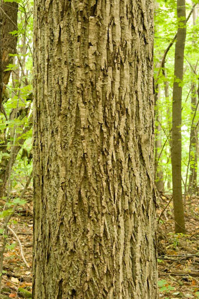 butternut tree